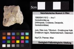 Foto (Objket + Etiketten) von Isopoda indet. 